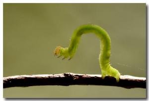 chenille arpenteuse